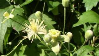 Bach Flower Remedies  Clematis [upl. by River]