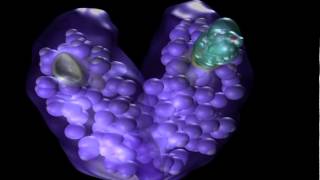 Animation The Estrogen Mechanism [upl. by Seys41]