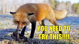 EASIEST WAY TO TRAP A RED FOX [upl. by Erline]