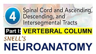 Chp4A Overview of VERTEBRAL COLUMN  NeuroAnatomy Chp4 PartA  Snells NeuroAnatomy [upl. by Ytisahcal]