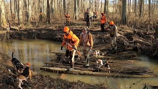 Rabbit Hunting on The Island 🏝 with Maclin and Brewer Kennels [upl. by Redleh]