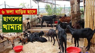 বাড়ির ছাদে ছাগলের খামার করে সফলতা  Sagoler khamar  Goat farming in bangladesh [upl. by Nivlek260]