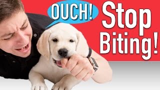 How to Train your Puppy to Stop Biting [upl. by Yrhcaz386]