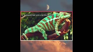 Panther Chameleon  Grade 4 Science [upl. by Rew643]