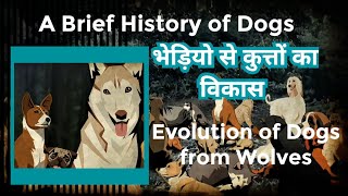 Evolution of Dogs from Wolves  A Brief History of Dogs  Selective Breeding  Artificial selection [upl. by Elisa]