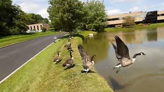 Lots of geese flying into park pond [upl. by Ilka565]