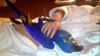 Hyacinth Macaw bird plays like a Puppy [upl. by Nitnerb991]