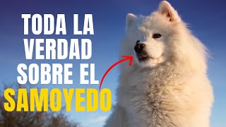 🐶SAMOYEDO  10 CURIOSIDADES que debes CONOCER👀 Si quieres tener uno😃 [upl. by Jensen403]