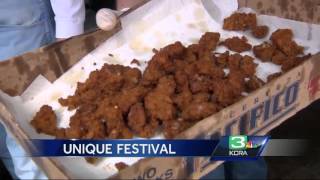 You can have a ball at Oakdale’s Testicle Festival [upl. by Acsot641]