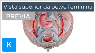 Pelve feminina  Anatomia Humana  Kenhub [upl. by Anecusa649]