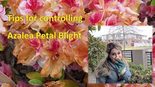 Tips for controlling Azalea Petal Blight [upl. by Ahsoet]