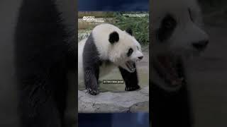 2 giant pandas journey from China to new home at National Zoo in Washington DC [upl. by Linneman]