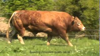 Grand Duc pedigree limousin bull at 3yrs age [upl. by Erena]