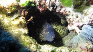 Tauchen bei Giannutri Die Mittelmehrmuräne Muraena helena engl Mediterranean moray [upl. by Euphemia]