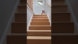 Dog hops up the stairs on all fours like a RABBIT  SWNS [upl. by Morgana410]