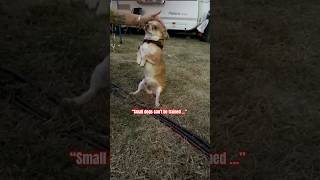 Untrainable😡cute dog chihuahua funny cuteanimal shorts [upl. by Nuaj692]