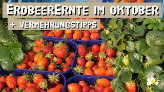 Erdbeeren bis in den Oktober ernten  Erdbeeren anbauen und vermehren [upl. by Eerot]