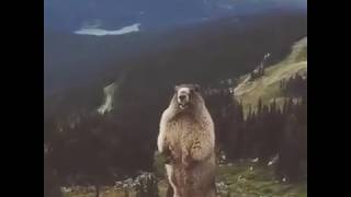 Marmot Scream [upl. by Ahrens]