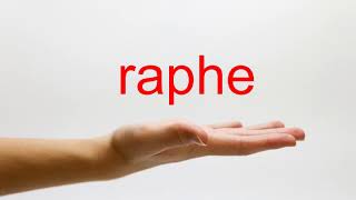 How to Pronounce raphe  American English [upl. by Aikar288]