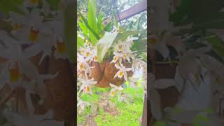 Coelogyne unchained melody orchids in full bloomfragrant orchids [upl. by Okiam278]