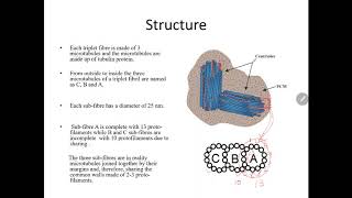 Centrioles and Basal bodies [upl. by Johppah]