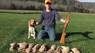 Hunting Rabbits With GREAT Beagles [upl. by Hacim]