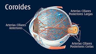 COROIDES Y CUERPO CILIAR [upl. by Damien]