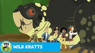 WILD KRATTS  Boxed In  PBS KIDS [upl. by Sibylle]