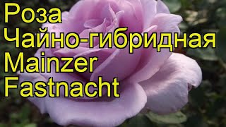 Роза чайногибридная Майнцер Фастнахт Краткий обзор описание характеристик Mainzer Fastnacht [upl. by Javier]