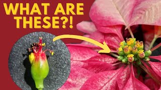 Unusual flowers Episode 1  Cyathiumthe inflorescence type found in poinsettia [upl. by Comethuauc]