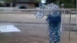 Glaucus atlanticus feeding [upl. by Derick790]