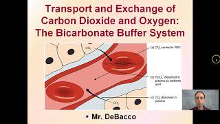 Transport and Exchange of Carbon Dioxide and Oxygen The Bicarbonate Buffer System [upl. by Aitital43]