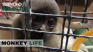 S8E15  Baby Woolly Monkey Bueno Junior Celebrates His 1st Birthday  Monkey Life  Beyond Wildlife [upl. by Ansaev]