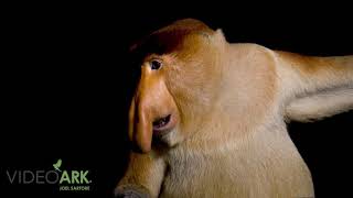 An endangered IUCN and federally endangered proboscis monkey Nasalis larvatus at Singapore Zoo [upl. by Oluas962]