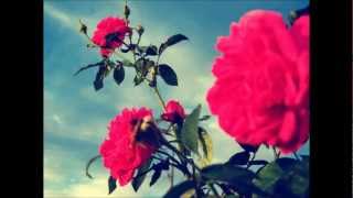 H W Ernst  The last rose of summer Ostatnia róża lata Andrzej Wrobel  cello solo [upl. by Zerat]