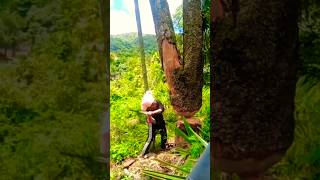 The Expert Tree Cutter treecutting cuttingskills [upl. by Anirdnaxela]