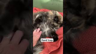 Mona demonstrates her tortoiseshell cat tortitude maincoon cat [upl. by Karolina977]