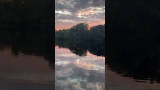 What happened to the muskrats Beautiful silver and pink sky sunrise muskrats pondlife [upl. by Hras256]