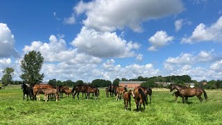 Besuch im Gestüt Schäplitz  280724 [upl. by Pavyer834]