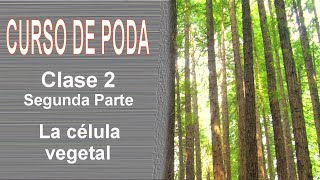 Curso de Poda  Clase 2 Segunda Parte [upl. by Sudnak469]