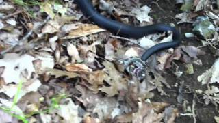 Black Racer snake killing a Copperhead [upl. by Niawat]