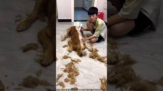 Boy Trimmed Half of His Dog’s Hairs shortsvideo [upl. by Agbogla27]