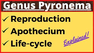 Genus Pyronema  Crozier Formation in Ascomycetes  Life Cycle  Ascospore Formation in Fungi Botany [upl. by Huntington]