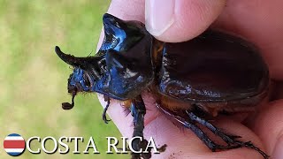 Scarab beetles 🇨🇷 Costa Rica  v169 [upl. by Sissie]