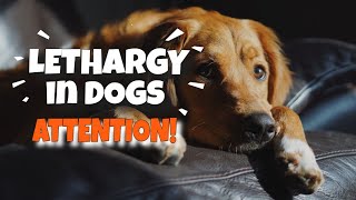 WHAT is LETHARGY in DOGS 🐶¡This is the truth [upl. by Elocn]