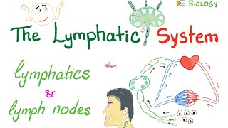 The Lymphatic System  Lymphatics and Lymph Nodes  Immunology  Biology [upl. by Eneloc]