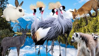 fun animal sounds guereza mandrill gray crowned crane kudu rabbit hamster  Animal Sound [upl. by Aniled]