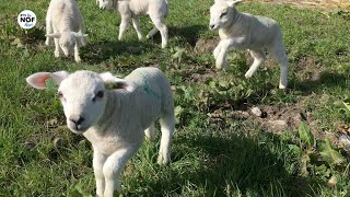 Lentegezicht lammetjes springen in de wei [upl. by Aihseym287]