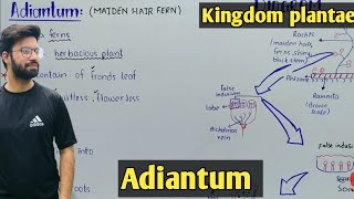 Adiantum Characteristics In Urdu Hindi  Life Cycle [upl. by Elyse262]