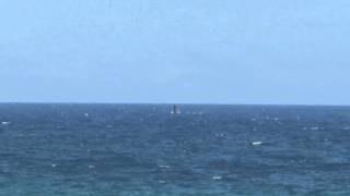 Whales in Anguilla [upl. by Shinberg]